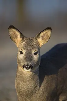 Portrait of a female Roe Deer, Roe deer doe (Capreolus capreolus) in first morning light