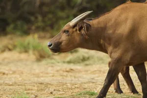 Portrait of a Forest buffalo (Syncerus caffer nanus) in the dessert