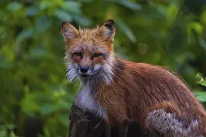 Portrait, frontal view, of an adult red fox