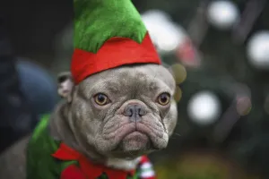 Portrait of funny lilac French Bulldog dog dressed up as christmas elf wearing costume with green and red hat and shirt