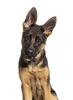 Portrait of German shepherd dog black and tan looking at camera