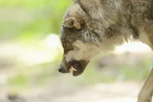 Portrait of a gray wolf (Canis lupus) in a forest snarling