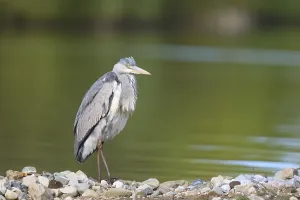 Portrait of great blue heron near water