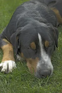 Portrait of a Greater Swiss Mountain Dog