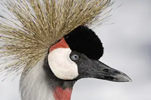 Portrait of a Grey Crowned Crane (Balearica regulorum)
