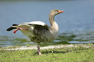 Portrait of a Greylag Goose (Anser anser) on a meadow in spring