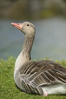 Portrait of a Greylag Goose (Anser anser) on a meadow in spring