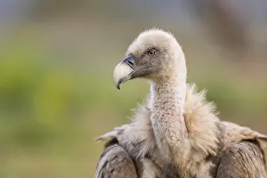 Portrait of a Griffon Vulture (Gyps fulvus) in autumn