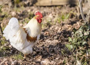 Portrait of a handsome white rooster clucking in the meadow