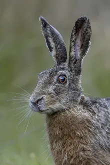 Framed Print : Portrait of a hare (Lepus europaeus) looking surprised