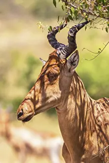 Portrait at an Hartebeest (Alcelaphus buselaphus) with big horns in Africa