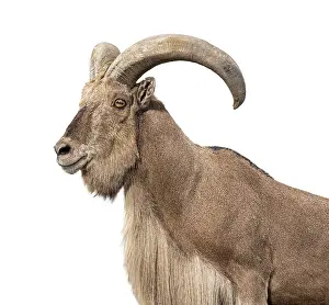 Portrait, head shot of a Barbary sheep