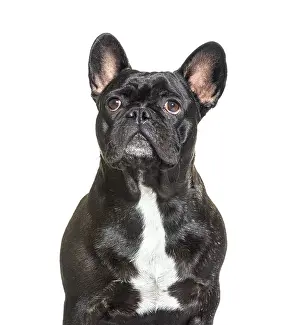 Portrait, head shot of a French Bulldog looking up