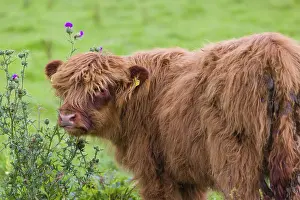 Portrait of a Highland calf (Bos primigenius taurus)