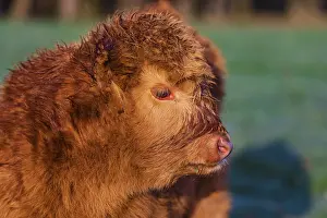 Portrait of a Highland calf (Bos (primigenius) taurus)