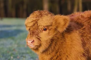 Portrait of a Highland calf (Bos (primigenius) taurus)