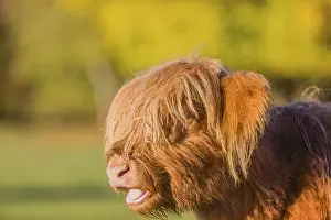 Portrait of a Highland calf (Bos primigenius taurus) in the first light of the day