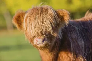 Portrait of a Highland calf (Bos primigenius taurus) in the first light of the day