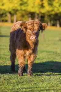 Portrait of a Highland calf (Bos primigenius taurus) in the first light of the day