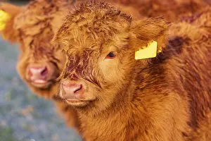 Portrait of two Highland calves (Bos (primigenius) taurus)