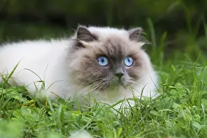 Portrait of himalayan persian cat on the green grass in the summer