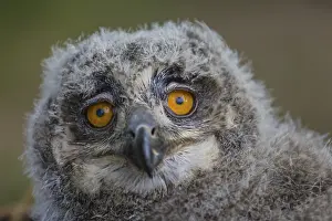 Portrait of an juvenile Eurasian Eagle Owl