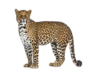 Portrait of leopard, Panthera pardus