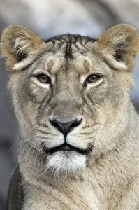 Portrait of a Lion (Panthera leo)