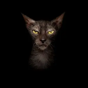 Portrait of a Lykoi cat on black background