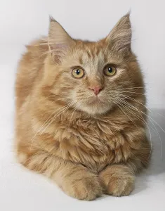 Portrait of a Maine Coon kitten resting on the ground