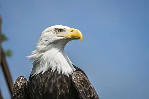 Portrait of the majestic American bald eagle bird of prey