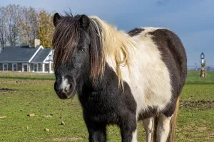 Portrait of a majestic piebald horse