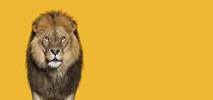 Portrait of a Male adult lion looking at the camera