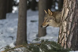 Portrait of one male eurasian gray wolf (Canis lupus lupus)