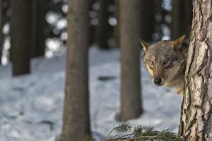 Portrait of one male eurasian gray wolf (Canis lupus lupus)