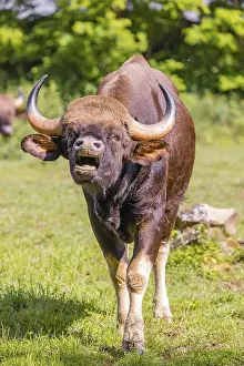 Portrait of a male Gaur (Bos gaurus gaurus) on a green meadow