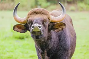 Portrait of a male Gaur (Bos gaurus gaurus) on a pasture