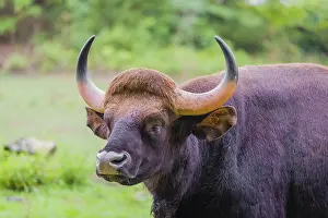 Portrait of a male Gaur (Bos gaurus gaurus) on a pasture