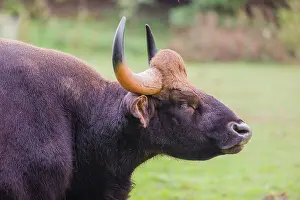 Portrait of a male Gaur (Bos gaurus gaurus) on a pasture
