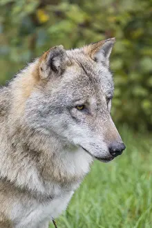 Portrait of a male grey wolf (Canis lupus lupus)