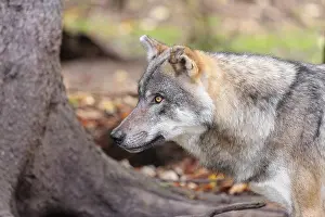 Portrait of a male grey wolf (Canis lupus lupus)