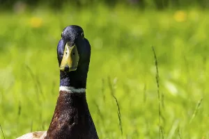 Portrait of a male Mallard (Anas platyrhynchos)