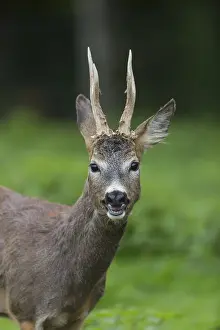 Portrait of a male Roe Deer, Roe buck (Capreolus capreolus)
