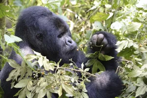 Portrait of a male silverback mountain gorilla (Gorilla beringei beringei) eating fruit