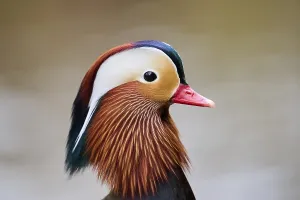 Portrait of a Mandarin duck (Aix galericulata) male
