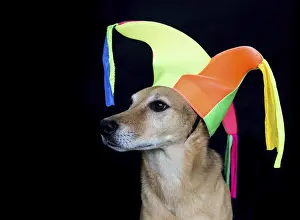 Framed Print : Portrait of a mongrel dog with harlequin hat on black background