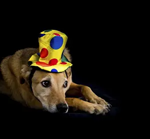 Framed Print : Portrait of mongrel dog with yellow hat with colorful polka dots on black background
