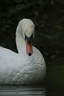 Portrait of the Mute Swan (Cygnus olor)