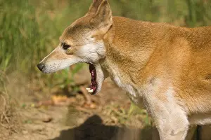 Portrait of two One New Guinea singing dog or New Guinea Highland dog (Canis hallstromi) (Canis dingo hallstromi)