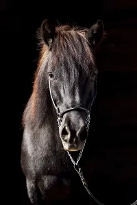 Portrait of an old black Icelandic gelding with show halter in front of a dark background